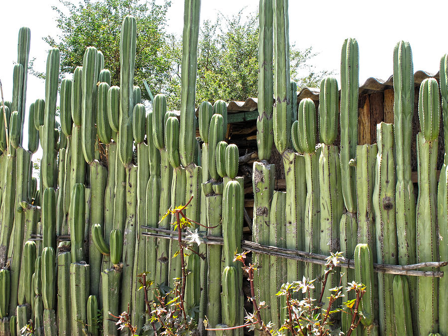 Cactus Fence, Santa Ana Zegache Photograph by Lorena Cassady