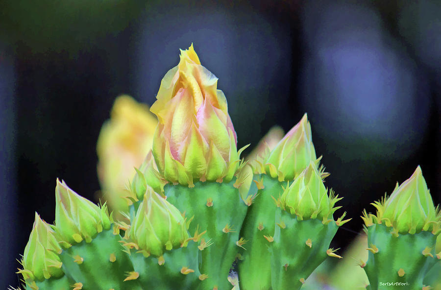 Cactus Flower 1 Photograph by Roberta Byram