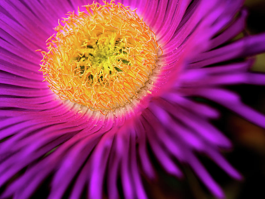 Cactus Flower 2 Photograph by Al Fio Bonina