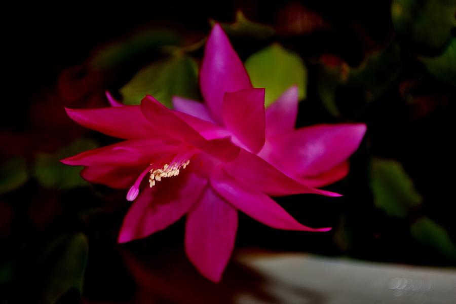 Cactus Flower 2023 Photograph by Eileen Brymer