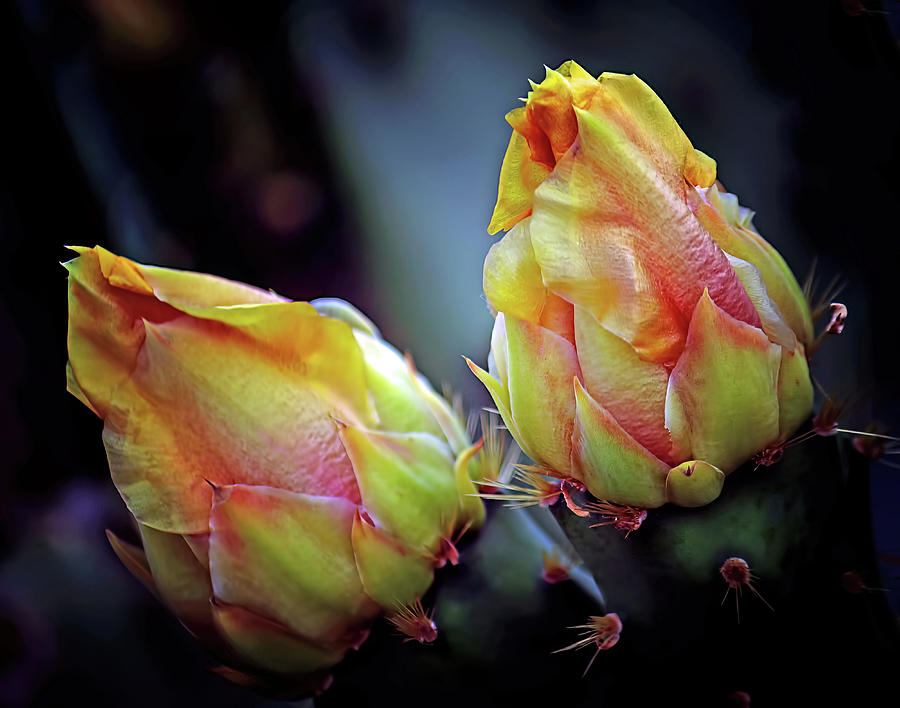 Cactus Flower 3 Photograph by Roberta Byram