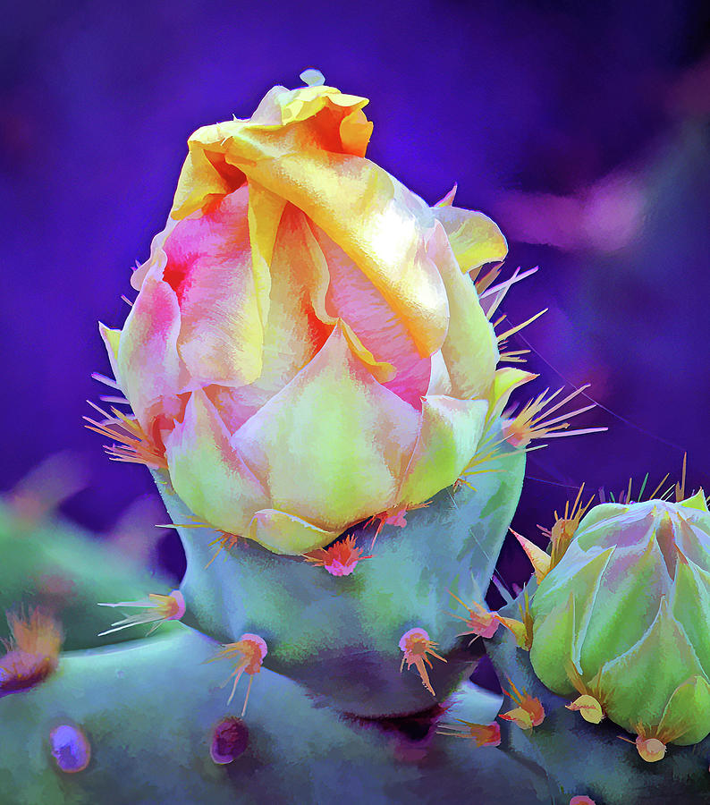Cactus Flower 6 Photograph by Roberta Byram