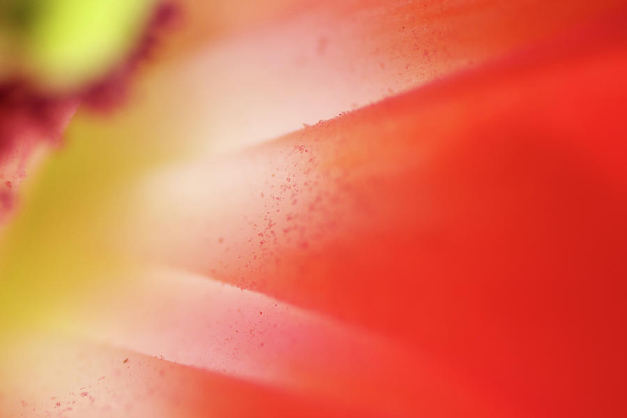 Cactus Flower Abstract Photograph
