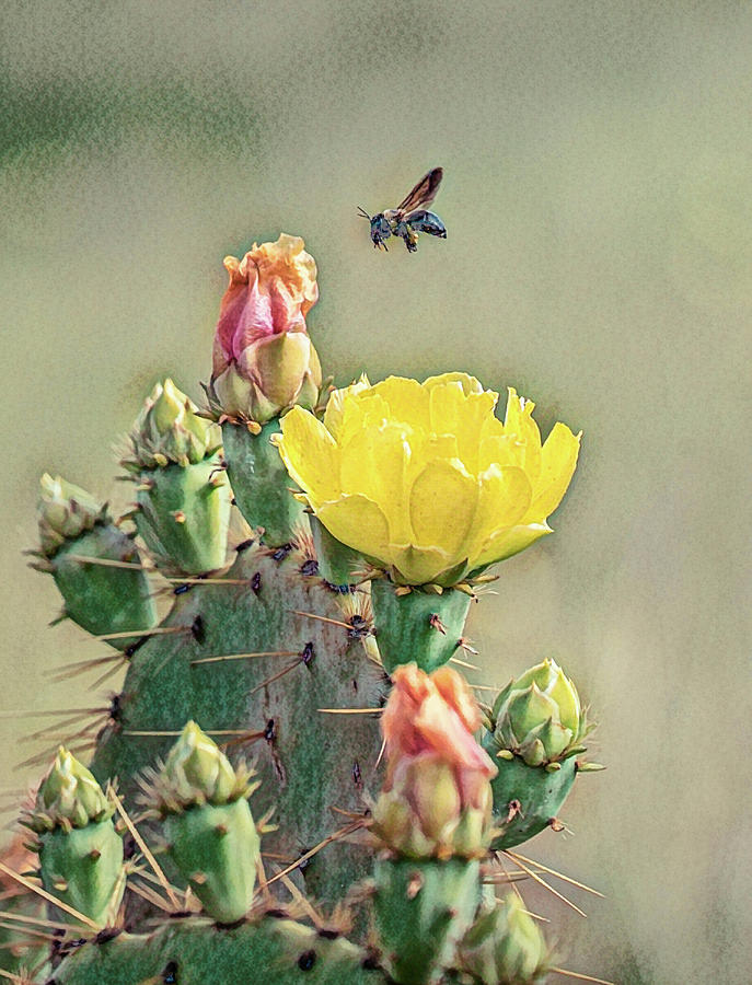 Cactus Flower and Bee Photograph by Kay Wilson | Fine Art America