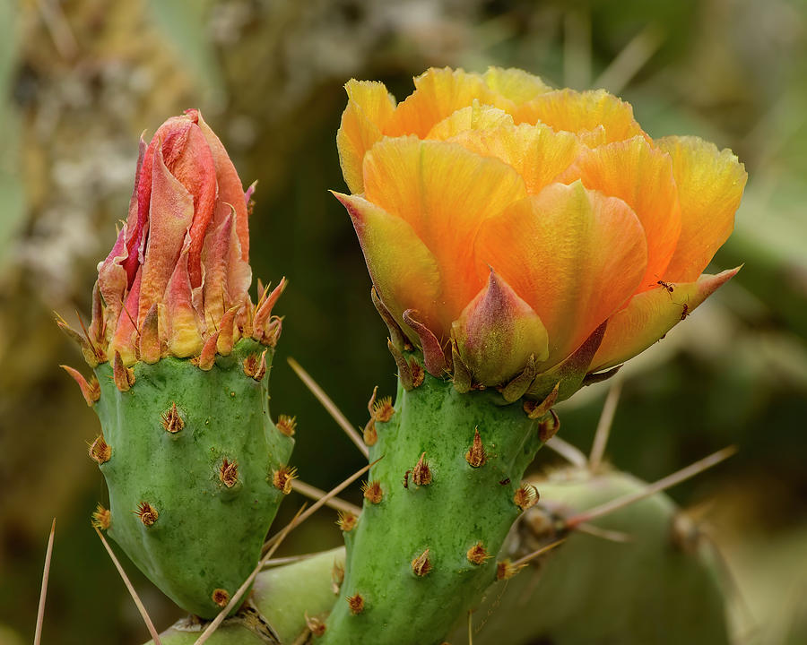 Cactus Flower and Bud h24346 Photograph by Mark Myhaver