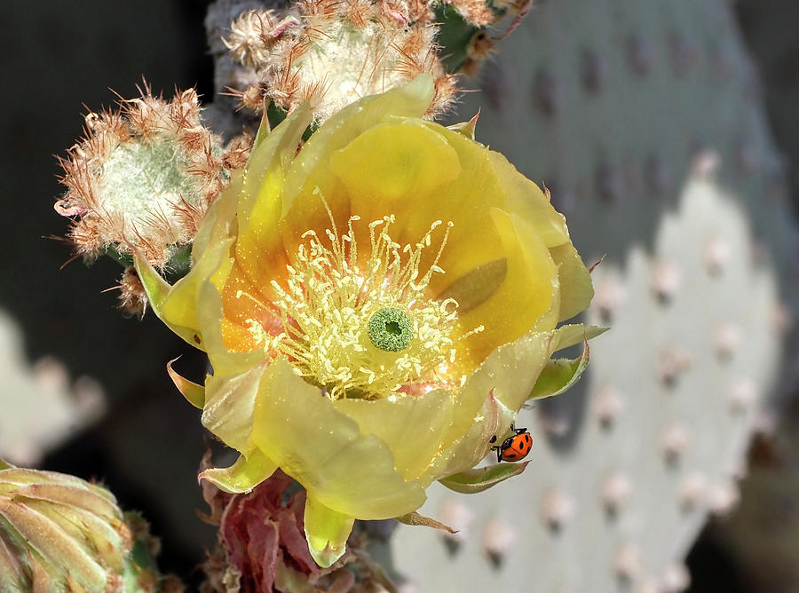 Cactus Flower and Bug Photograph by Farol Tomson