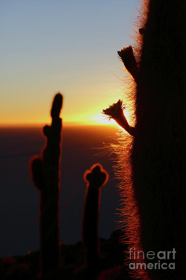 Cactus Flower and Rising Sun Photograph by James Brunker