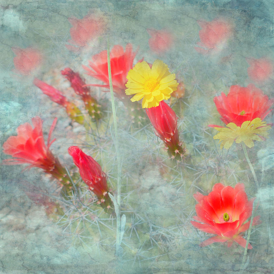 Cactus Flower Art Design Photograph