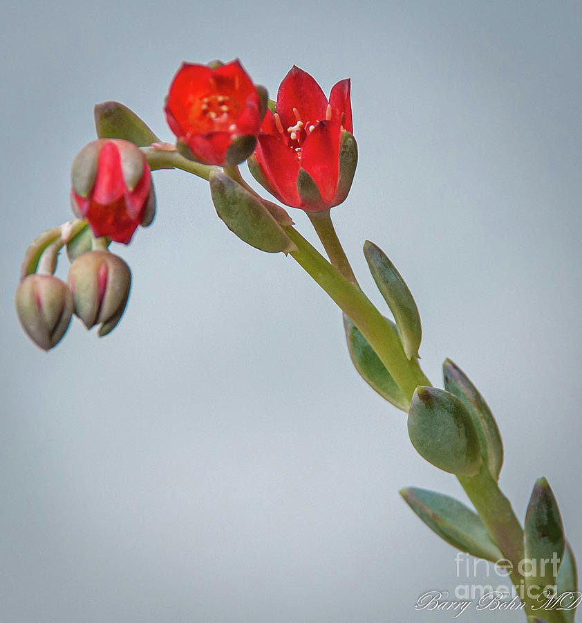 Cactus flower Photograph by Barry Bohn