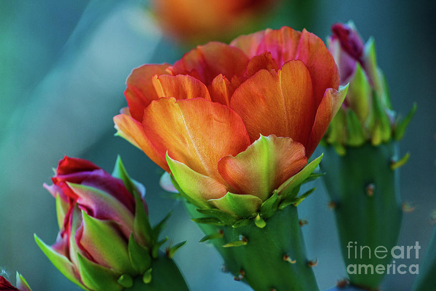 Cactus Flower Photograph by Billy Bateman