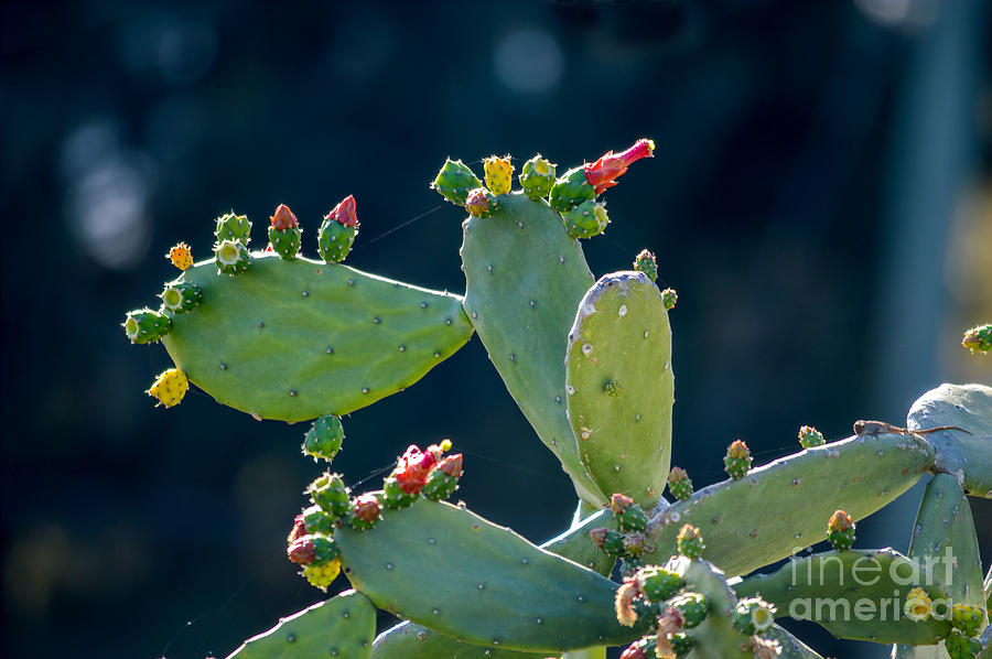 Cactus Flower Buds Photograph