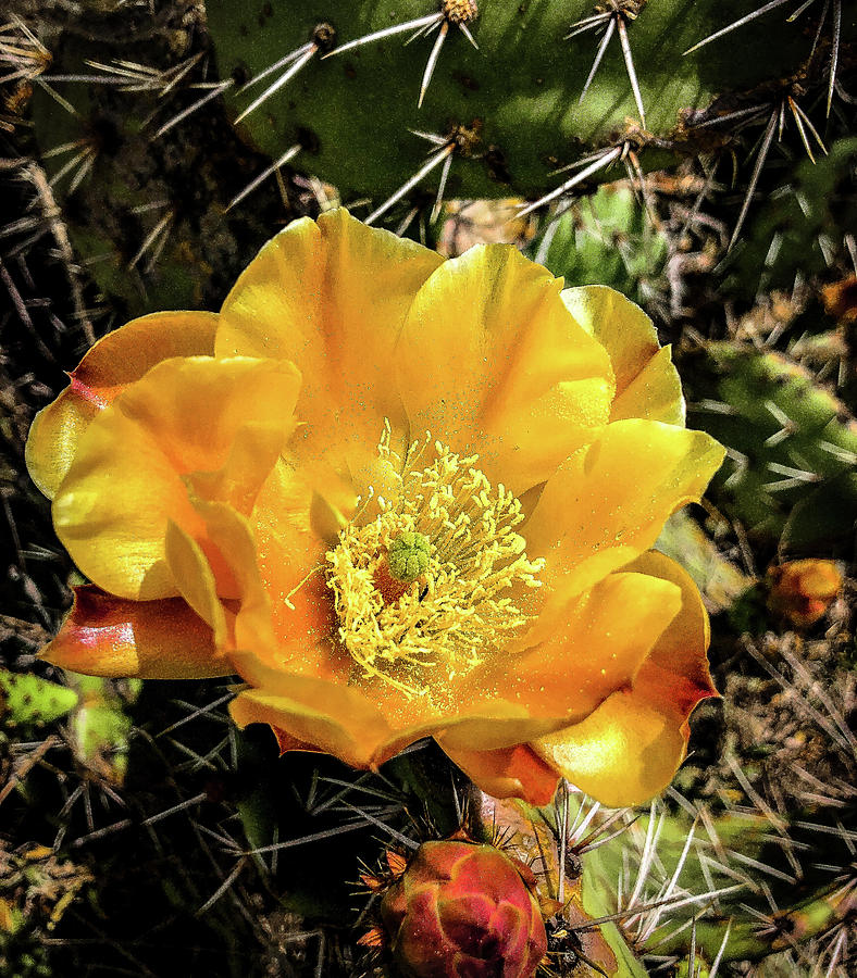 Cactus Flower - Catalina Island Photograph by Traci Degnan - Pixels