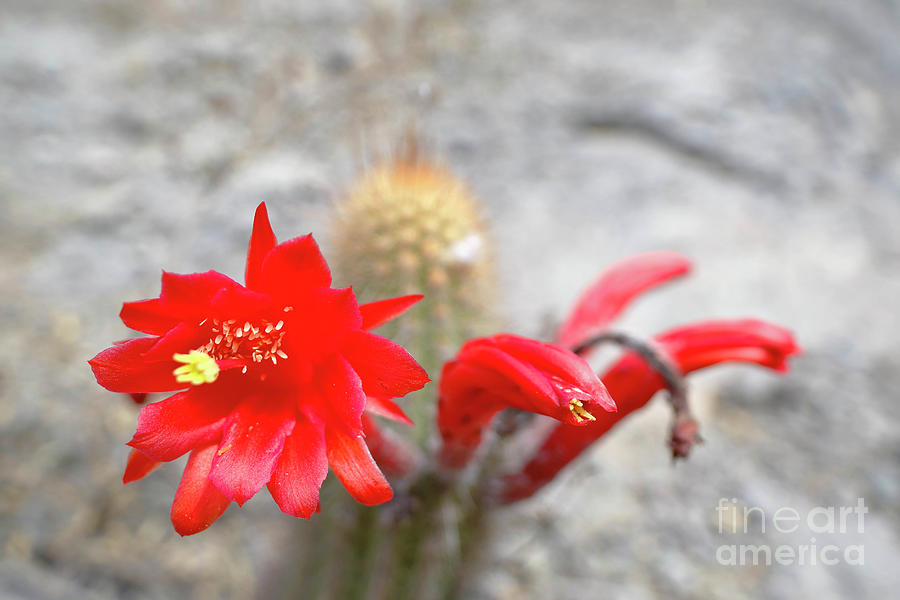 Cactus Flower Cleistocactus Acanthurus Photograph By Jonathan