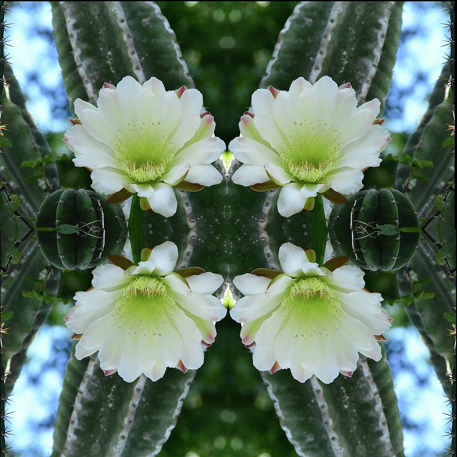 Cactus Flower Curtain Pattern Photograph by Christopher Mercer