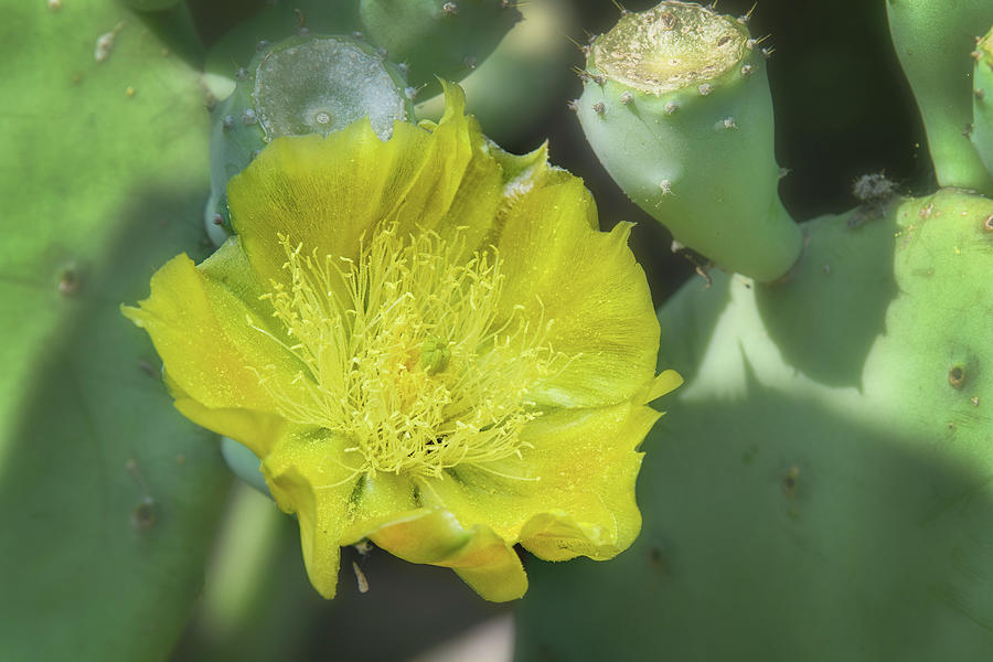 Cactus Flower Detail Photograph by Fon Denton