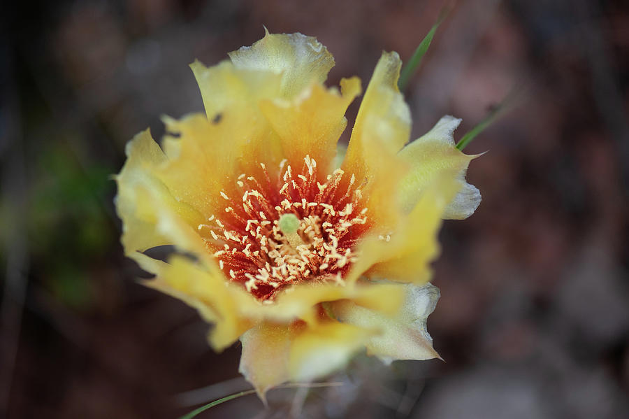 Cactus flower Photograph by Doug Wittrock