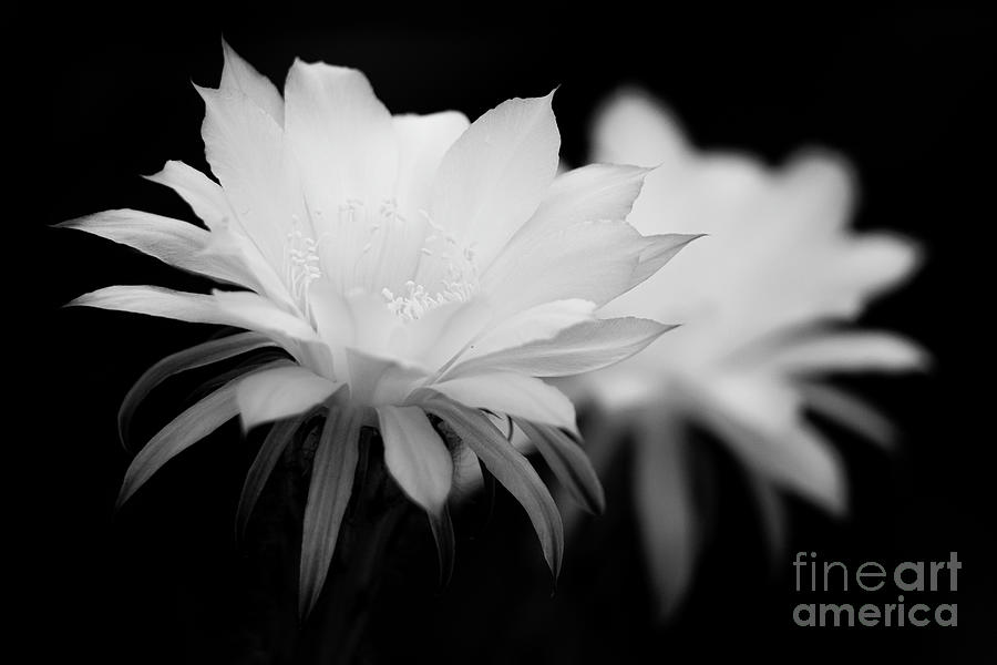 Cactus flower duet Photograph by Bryan Keil