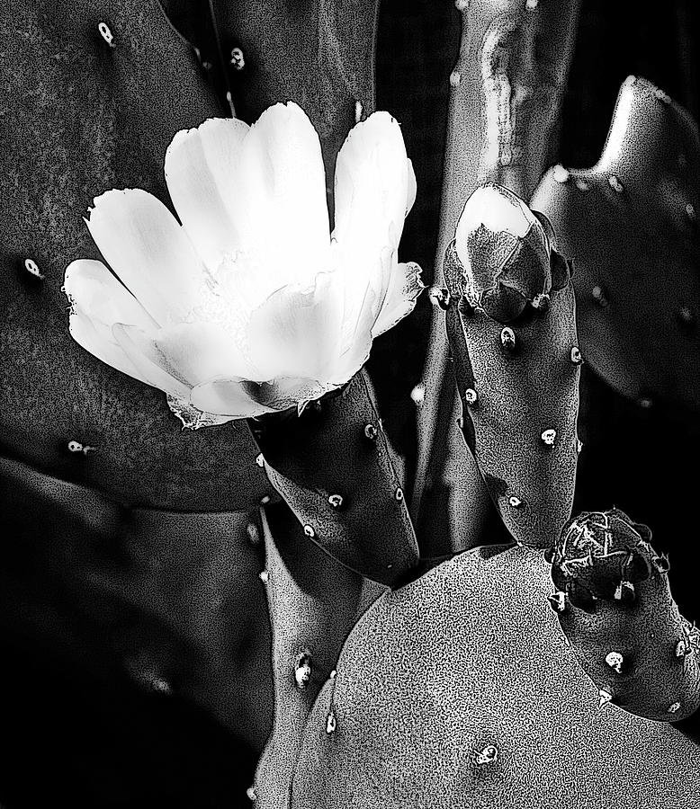 Cactus Flower in B and W Photograph by Lee Santa