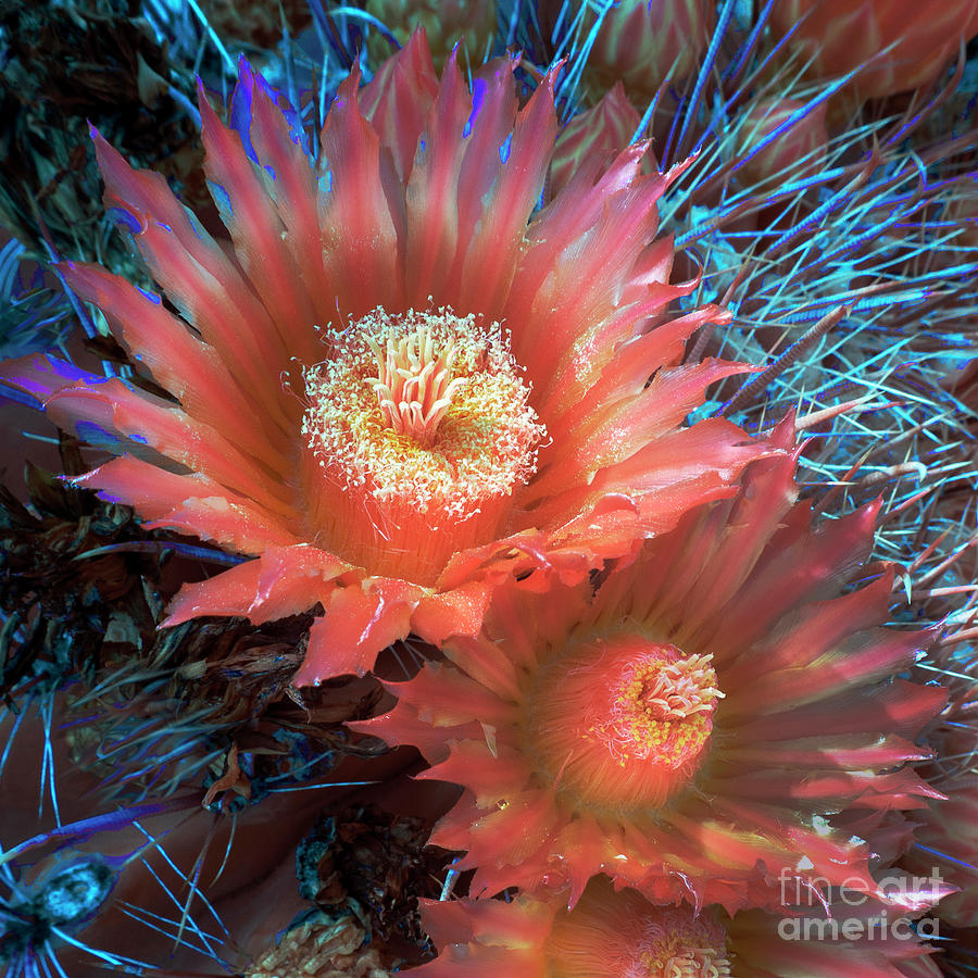 Cactus Flower Infrared Photograph