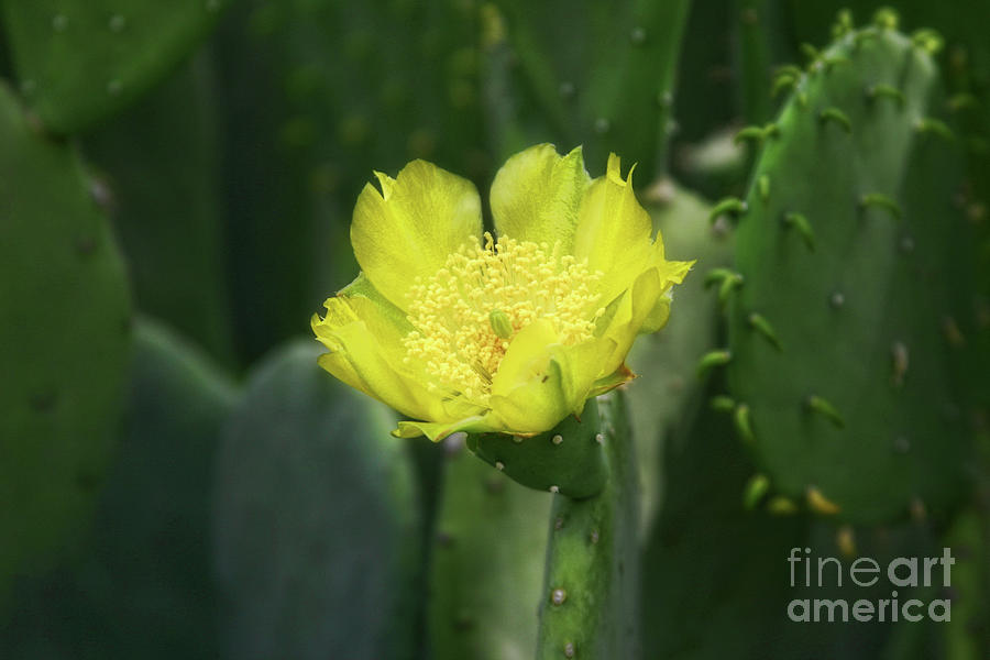 Cactus Flower Photograph by Joan Bertucci