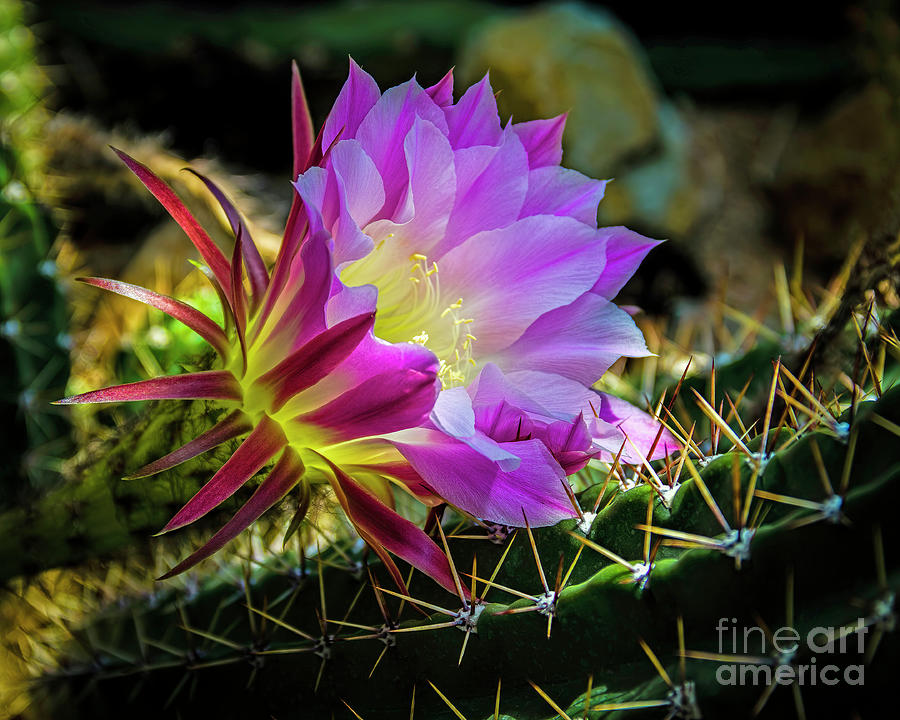 Flower Photograph - Cactus Flower by Jon Burch Photography