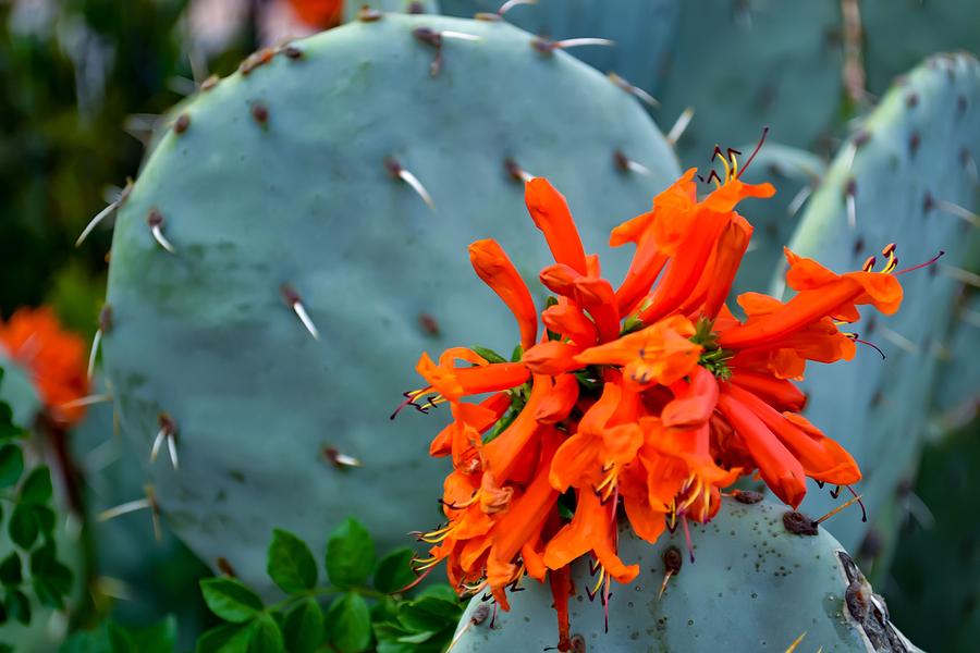 Cactus Flower - Mesilla Photograph