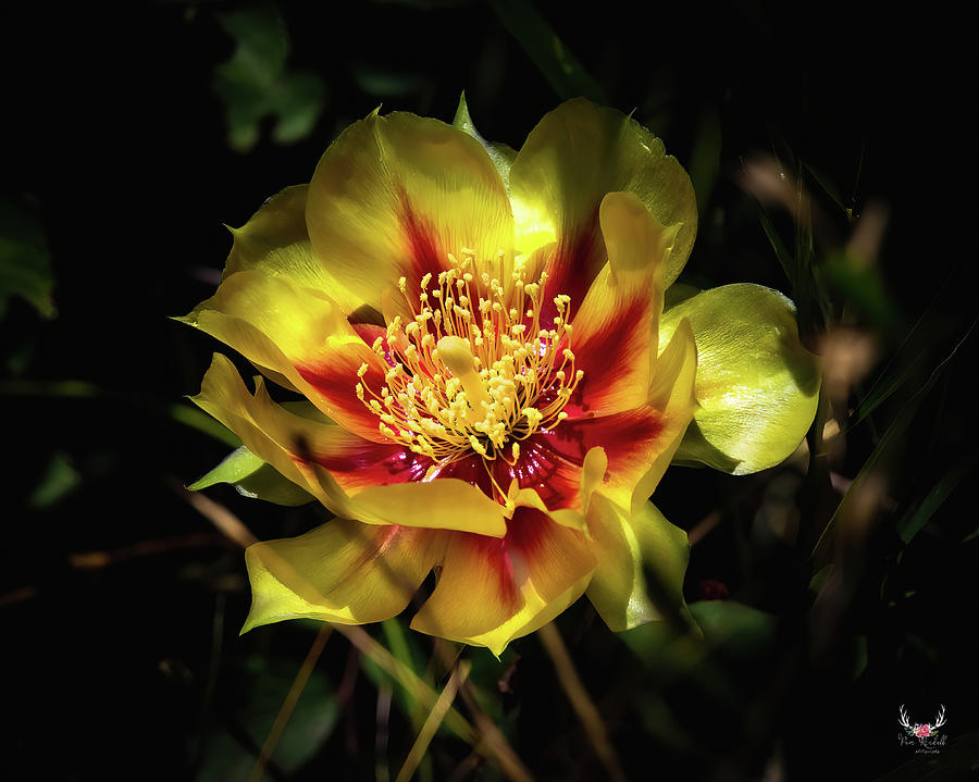 Cactus Flower Photograph by Pam Rendall