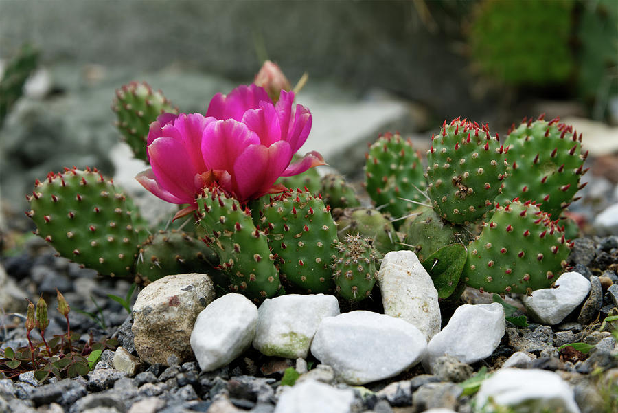 Cactus flower Photograph by Patricia Piotrak