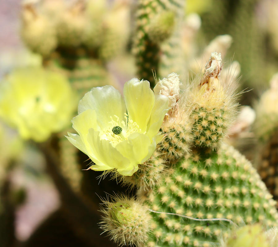 Cactus Flower Photograph Photograph by Kimberly Walker