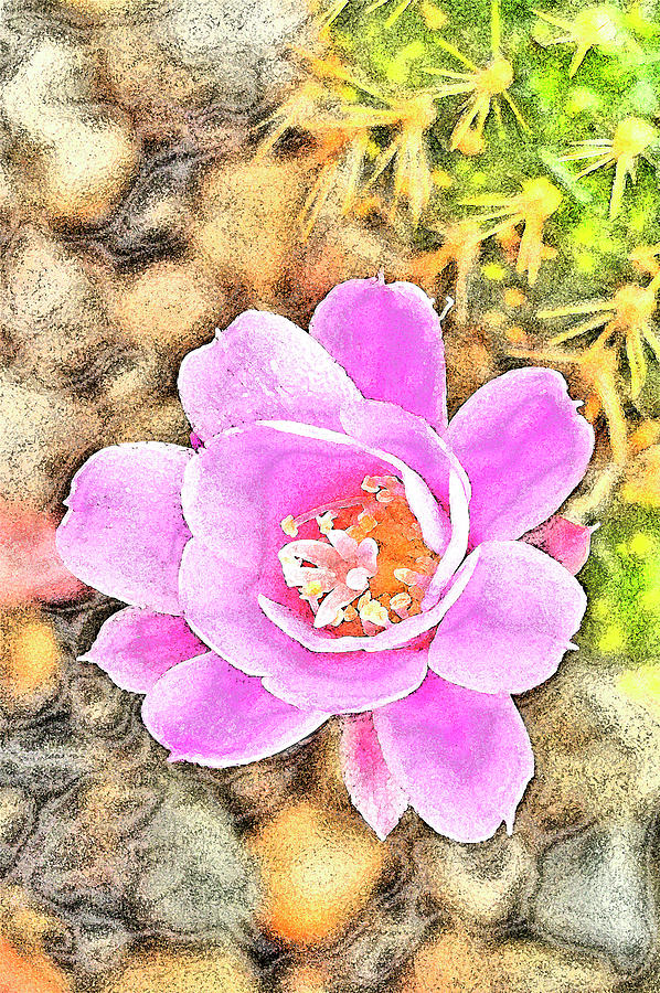 Cactus Flower. Rebutia Digital Art