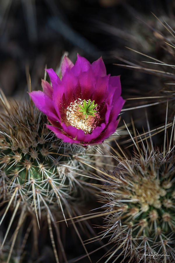 Cactus Flower Shadows Photograph by Aaron Burrows