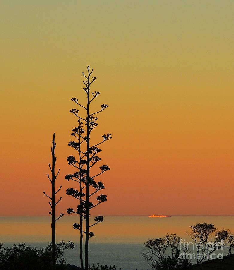 Cactus Flower Sunset Silhouette Photograph by Linda Hollis