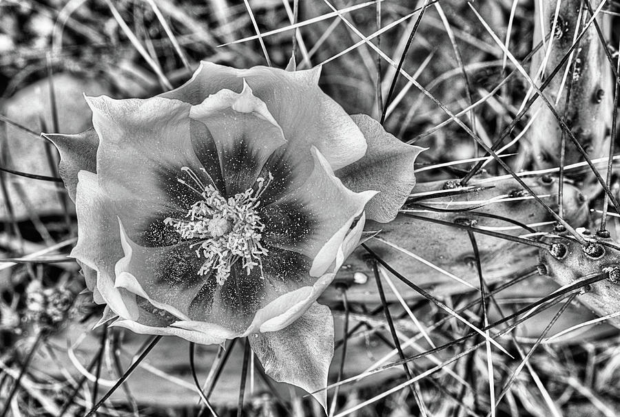 Cactus Flower West Texas Black and white Photograph by JC Findley