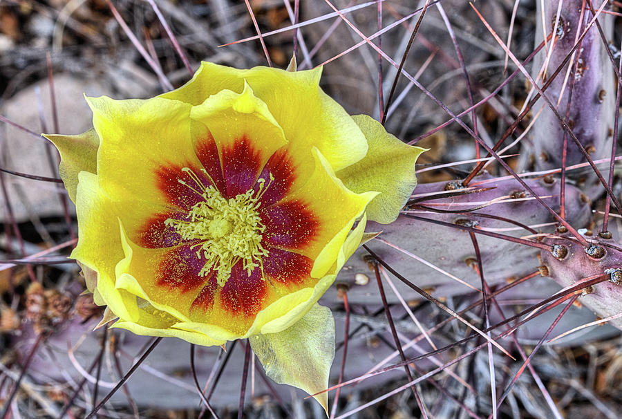 Cactus Flower West Texas Photograph by JC Findley