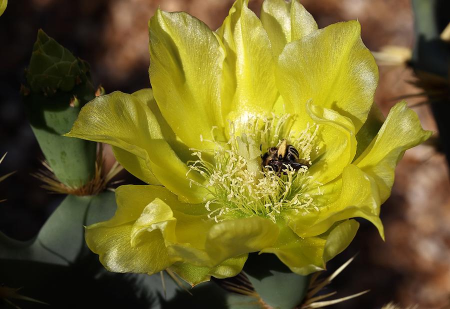 Cactus Flower with Twin Bees Photograph by Mingming Jiang