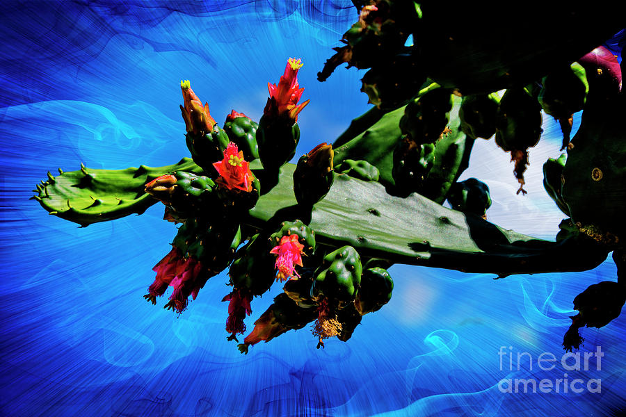 Cactus Flowers Photograph by Al Bourassa