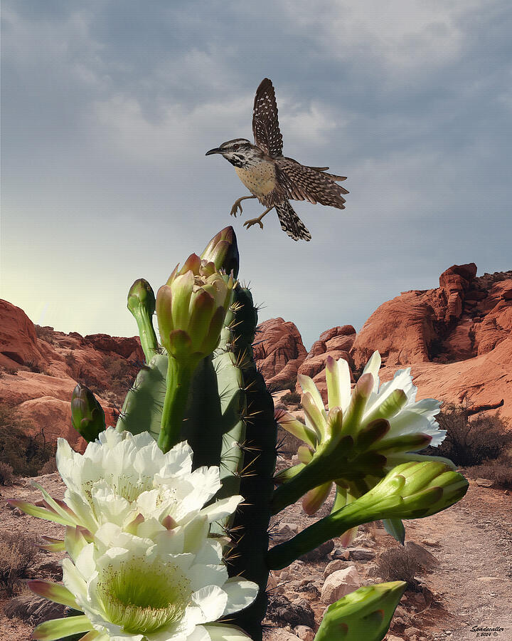Flower Digital Art - Cactus Flowers and Wren by Spadecaller