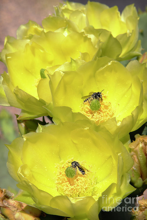 Cactus Flowers Bees Photograph Photograph by Martin Konopacki