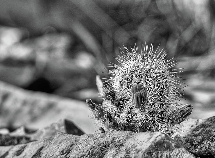 Cactus Flowers Big Bend National Park Black and White Photograph by JC Findley