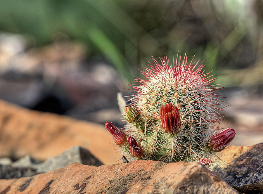Cactus Flowers Big Bend National Park Photograph by JC Findley