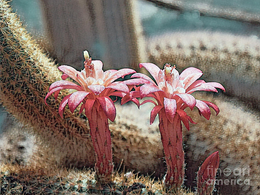 Cactus Flowers Photograph by Elaine Teague