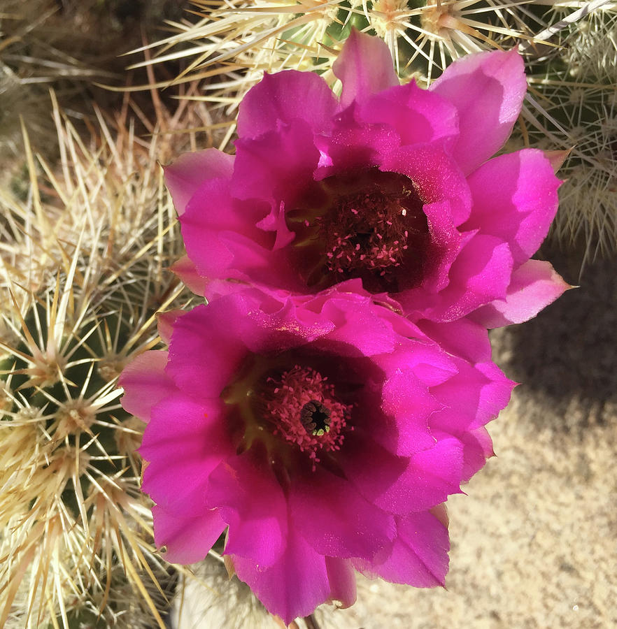 Cactus Flowers Photograph by Frick And Hammons
