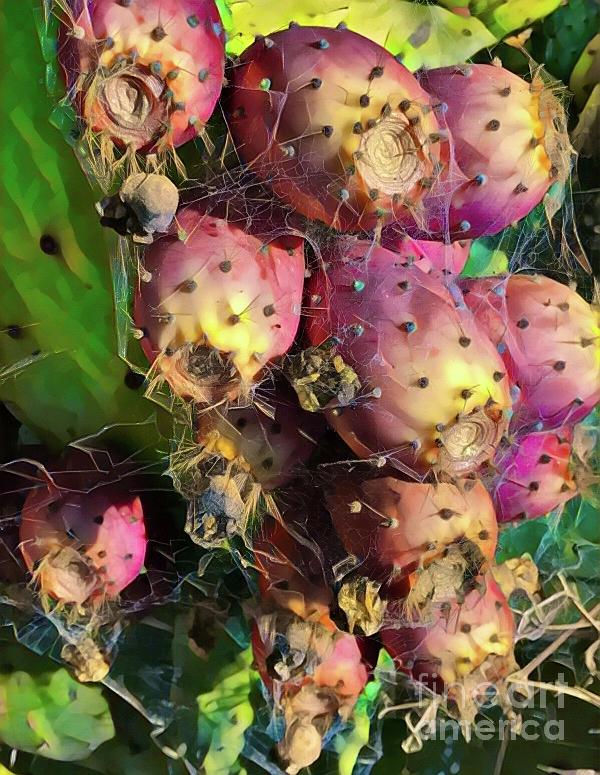 Cactus Flowers Photograph by Glen Neff