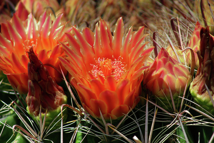 Cactus Flowers Photograph