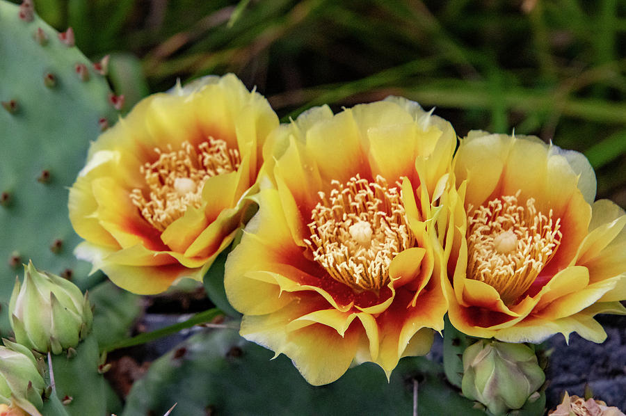 Cactus Flowers Photograph by Matt Sexton