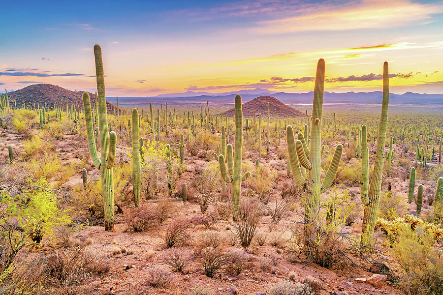 deathspank cactus forest deathspank cactus forest