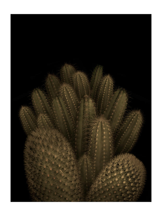 Flower Photograph - Cactus by Francisco Martinez Clavel
