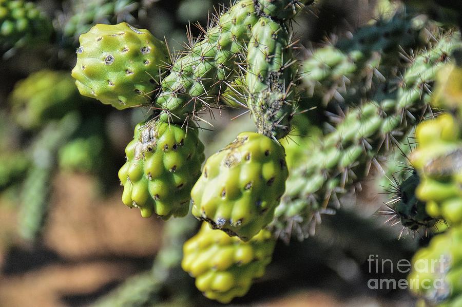 Cactus Fruit Photograph by Diana Mary Sharpton