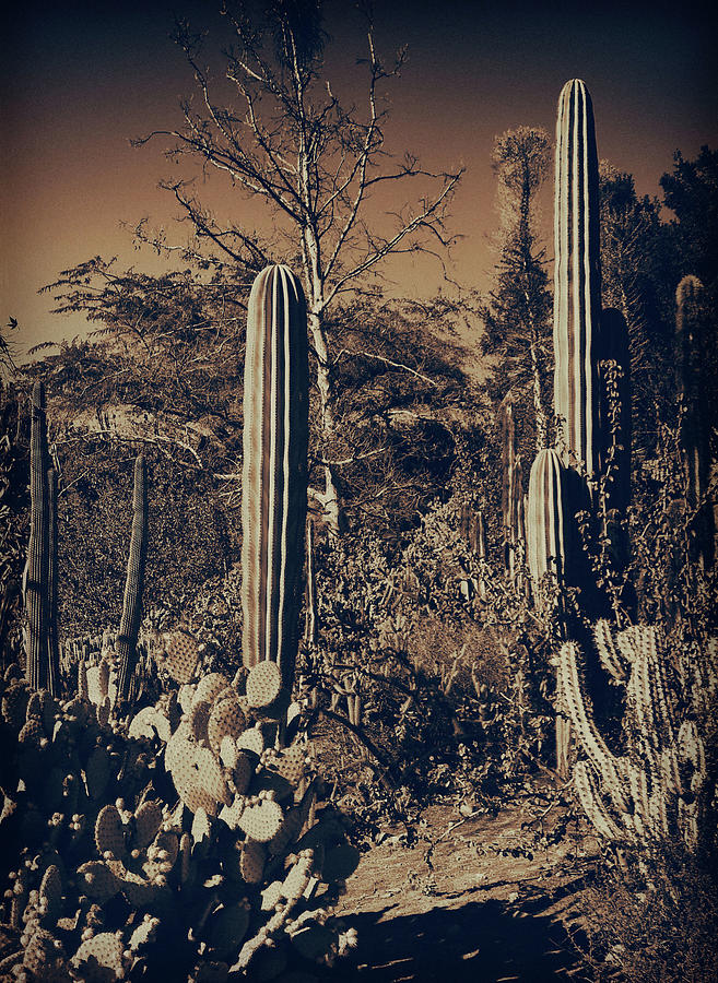 Cactus Garden 9 Photograph by Lawrence Knutsson