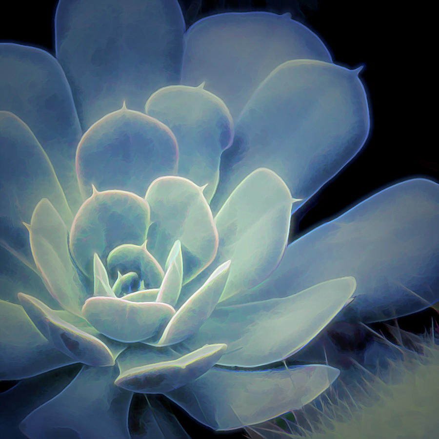 Cactus Garden Decor Photograph by Julie Palencia
